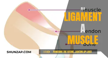 Ligaments and Muscles: What's the Difference?