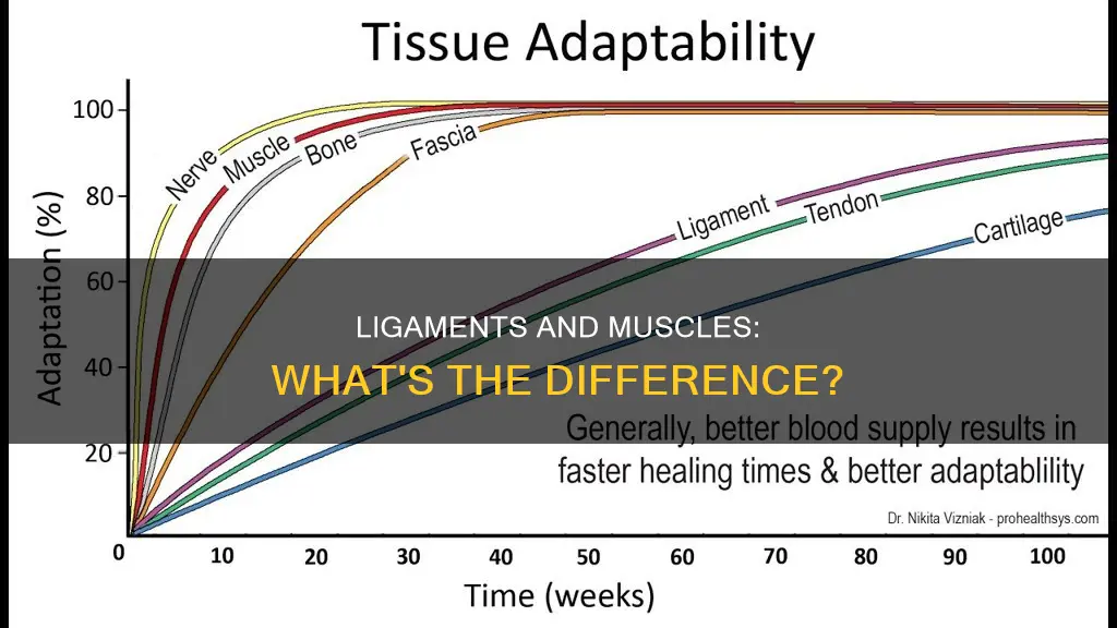 is a ligament a muscle