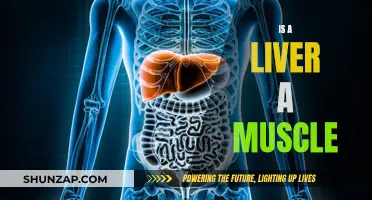 Liver and Muscle: What's the Connection?