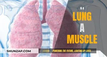 The Lungs: Muscles or Not?