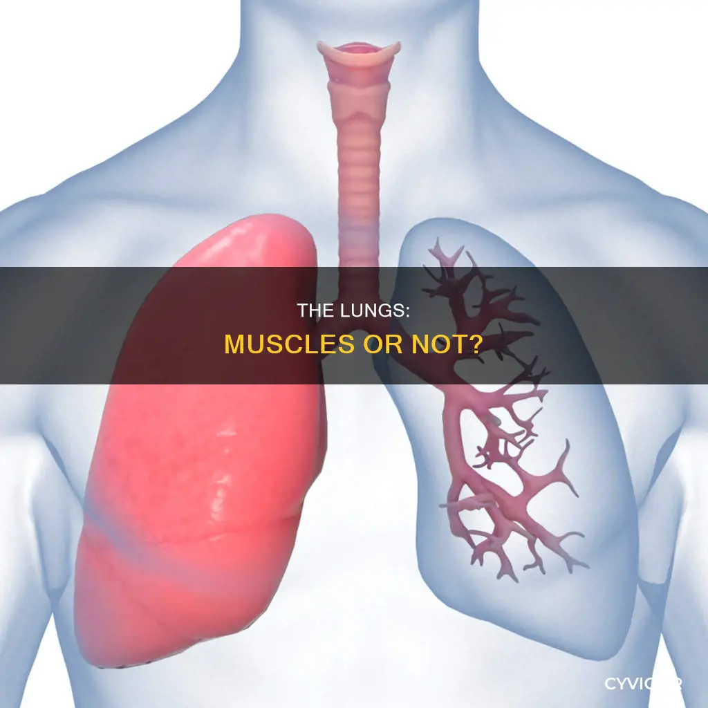 is a lung a muscle