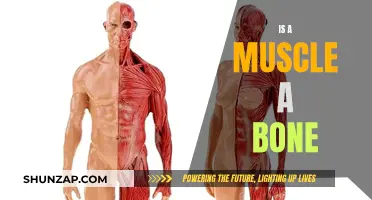 Muscle vs Bone: What's the Difference?