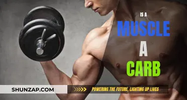 Muscles and Carbs: Understanding the Difference in Body Fuel