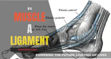 Muscle vs Ligament: What's the Difference?