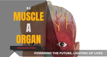 Muscle and Organ: What's the Difference?