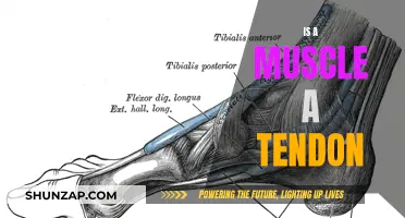 What's the Difference? Muscles, Tendons, and You