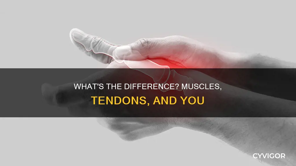 is a muscle a tendon