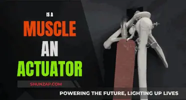 Muscle as an Actuator: What's the Science Say?