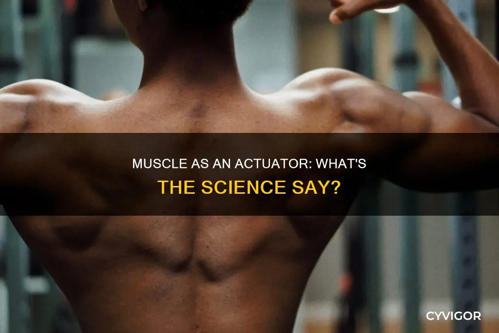 is a muscle an actuator