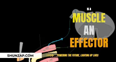 Understanding Muscle Function: Are They Effectors?