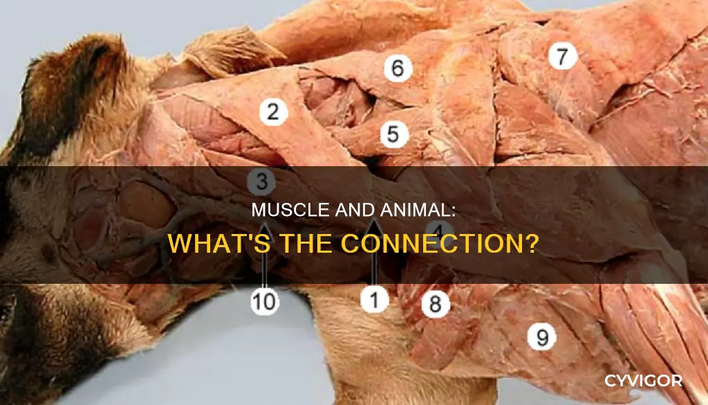is a muscle and animal