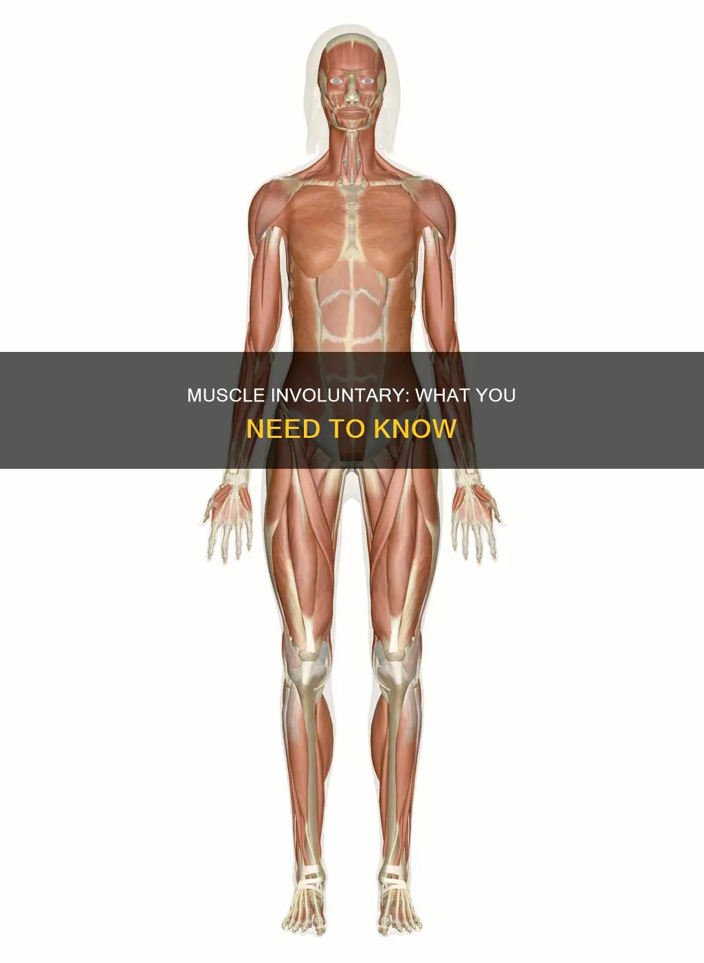 is a muscle involuntary
