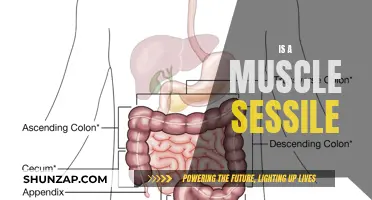 Muscle Movement: Are Muscles Sessile or Dynamic?