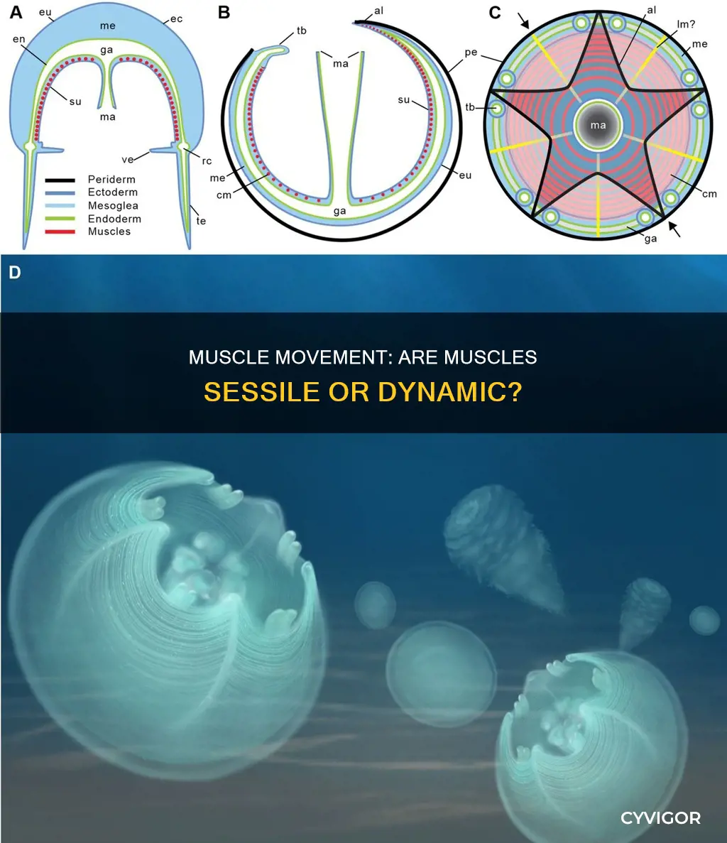 is a muscle sessile