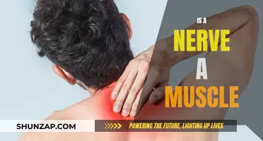 What Are Nerves? How Are They Different From Muscles?