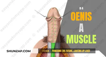 The Penis: Muscle or Not?