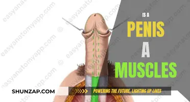 The Penis: Muscle or Not?