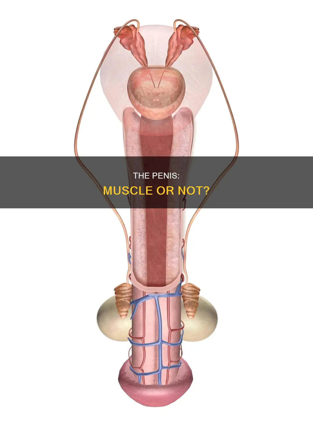 is a penis a muscles