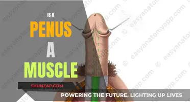 The Penis: Muscle or Not?