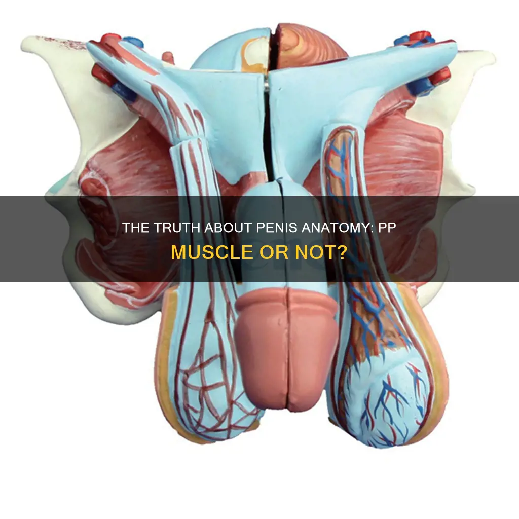 is a pp a muscle