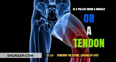 Pulled Groin: Understanding the Muscle vs. Tendon Injury Debate