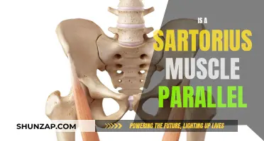 The Truth About the Sartorius Muscle's Parallel Nature