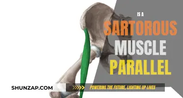 The Sarotrous Muscle: Parallelism and Human Movement