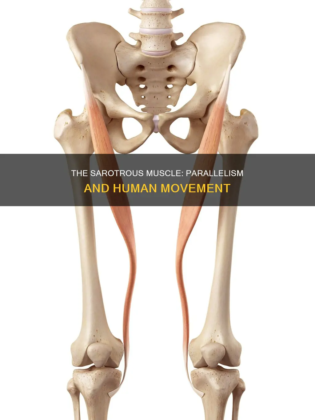 is a sartorous muscle parallel