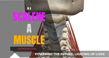 What is a Scalene? Understanding This Unique Muscle Group