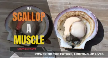 Scallops: Muscles or Mollusks?