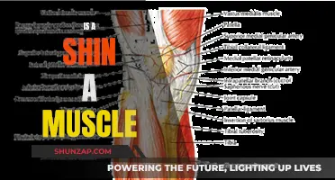 Shin Anatomy: Is It A Muscle Or Not?