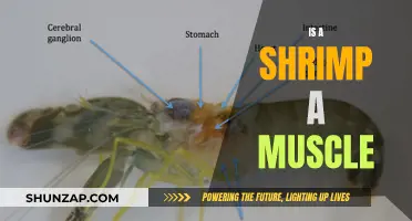 Shrimp: A Muscle or Just Seafood Delicacy?