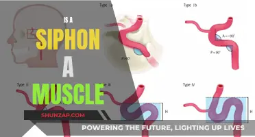 Siphon and Muscle: What's the Real Difference?