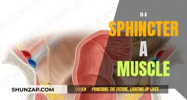 What Are Sphincters? Muscular Valves Explained