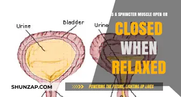 Understanding Sphincter Muscles: Relaxed State Open or Closed?