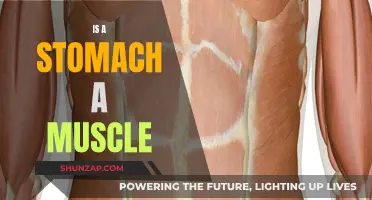 The Stomach: A Muscle or Something Else?