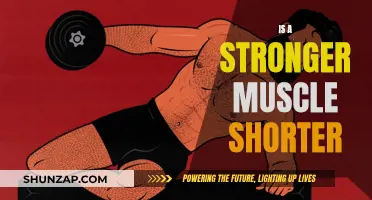 Muscle Strength and Length: Is There a Trade-off?