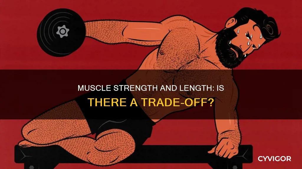is a stronger muscle shorter