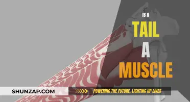 The Tail's Tale: Muscle Mystery Unveiled