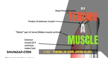 Tendon and Muscle: What's the Difference?