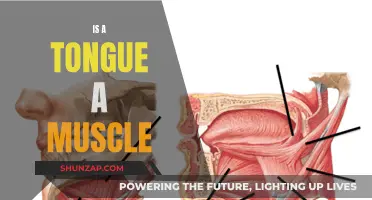 Tongue: A Muscle or Not?