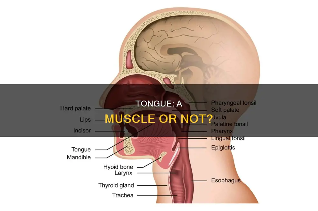 is a tongue a muscle