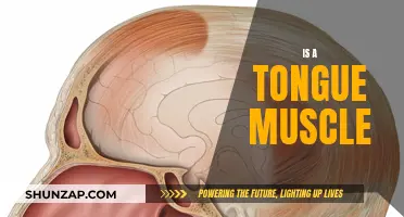 Tongue Twisters: Muscles and Their Unique Abilities