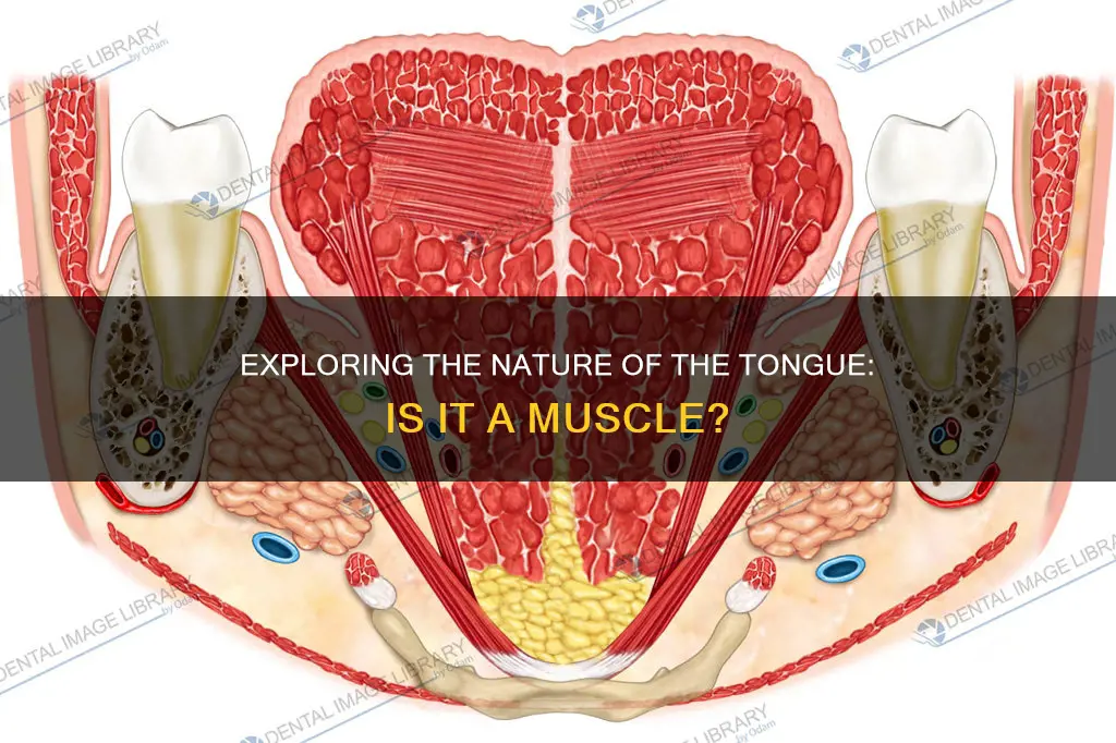is a tounge a muscle
