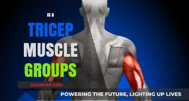 Understanding the Tricep Muscle Groups: Functions, Anatomy, and Training Tips