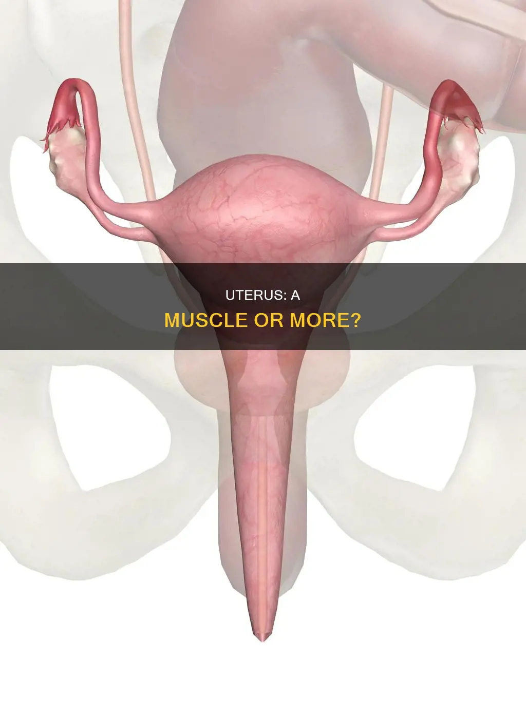 is a uterus a muscle