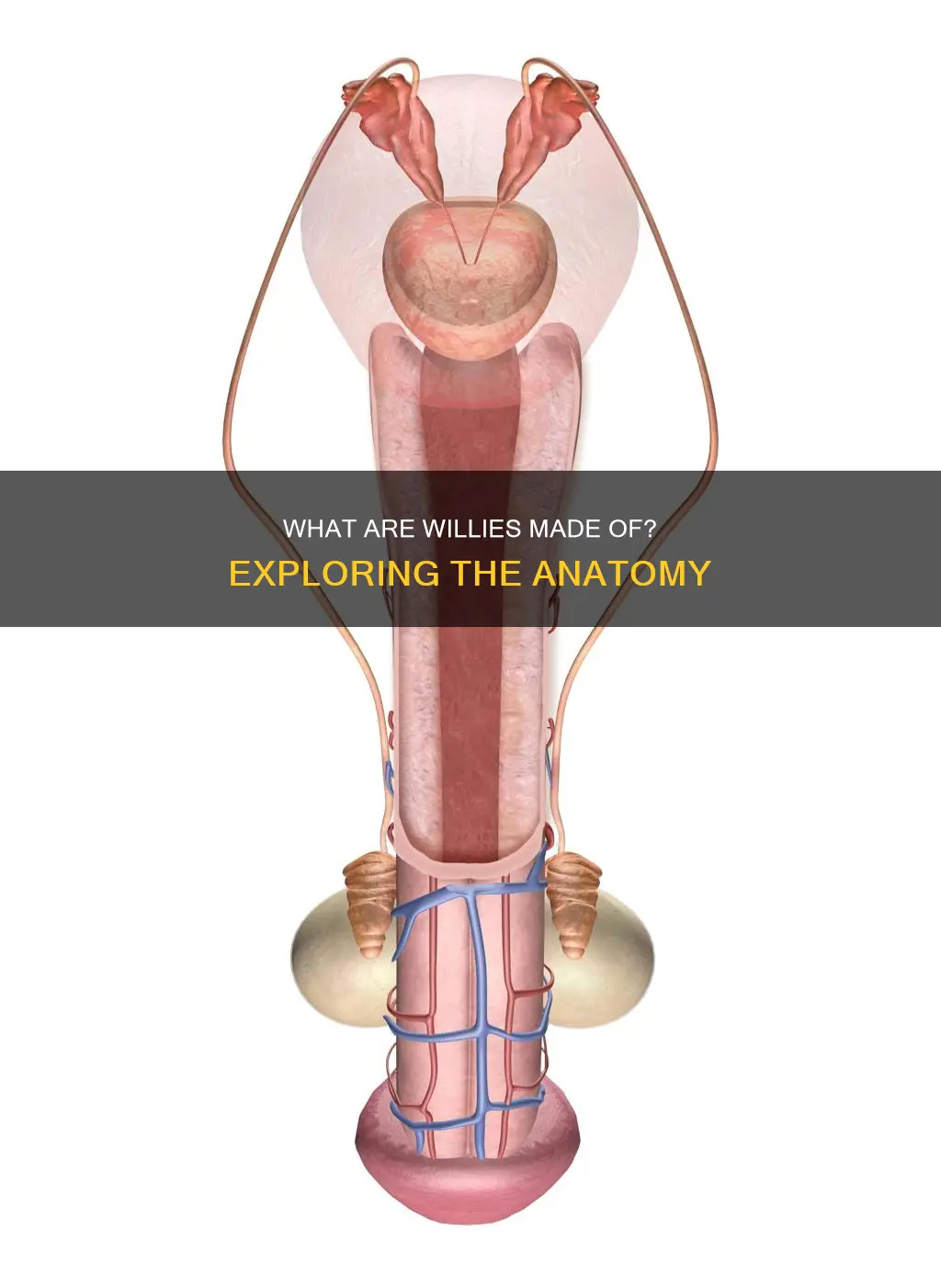 is a willy a muscle