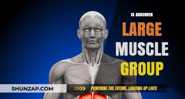 Is the Abdomen a Large Muscle Group? Unveiling Core Anatomy