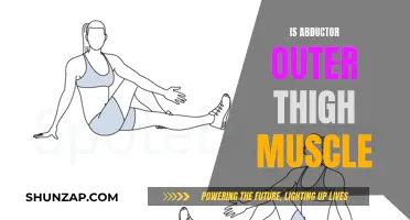 Unlocking the Abductor Outer Thigh Muscle's Power and Potential