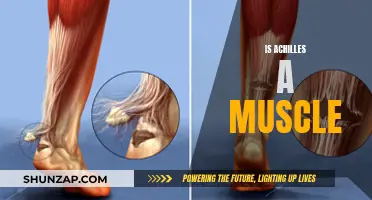 The Achilles: A Muscle or Tendon?